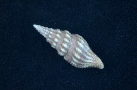 藏品(河村捲管螺)的圖片